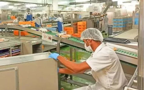 揭秘日本飛機(jī)餐加工廠 嚴(yán)苛標(biāo)準(zhǔn)下的高薪真相與產(chǎn)業(yè)現(xiàn)狀